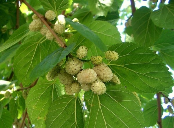 Lori Mcclintock - Tom Mcclintock’s Wife Died From The Diverse Effect Of White Mulberry Leaf, Illness, Age Explored